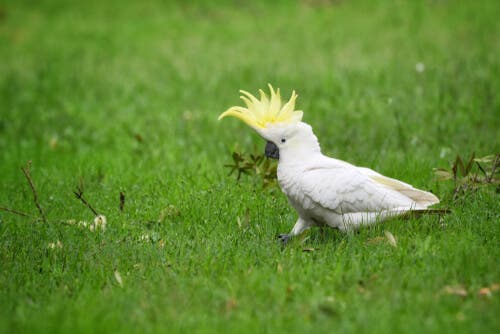 Cockatoos are monogamous.