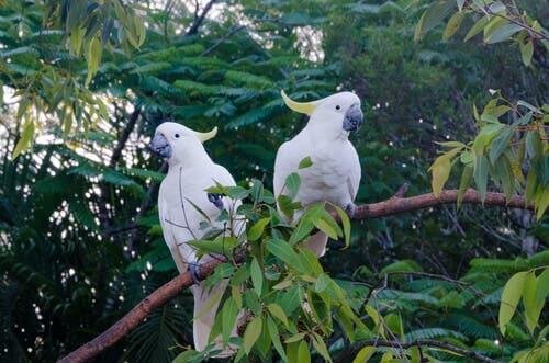 Cockatoos like music.