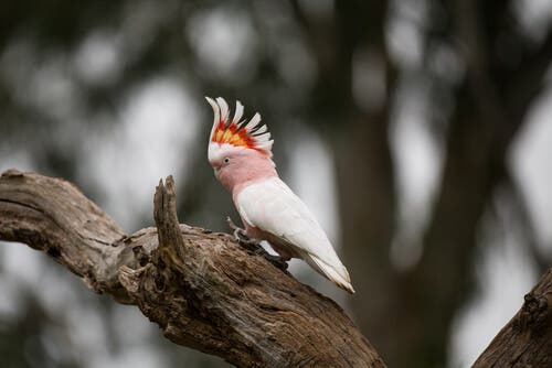 Cockatoos: Everything You Need to Know - My Animals