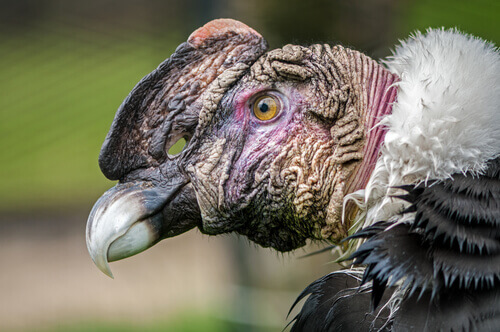 A condor up close.