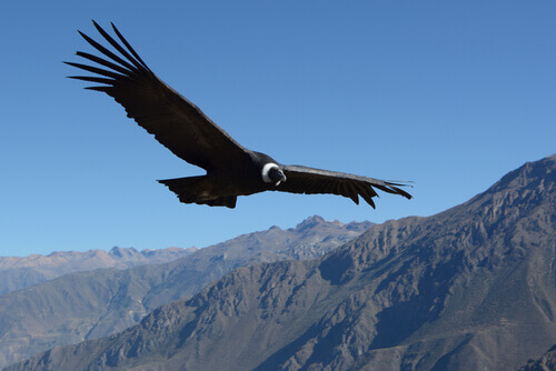 A condor flying.