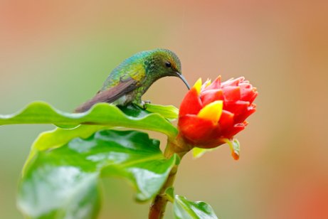 A coppery-headed emerald on a flower.
