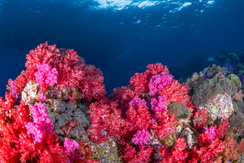 A coral reef.
