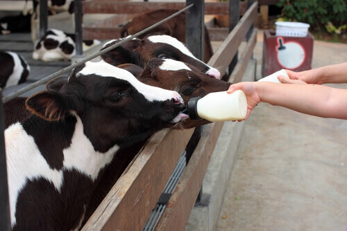 Calves drinking from bottles.