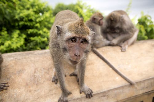 The Crab-eating macaque is an Asian monkey.