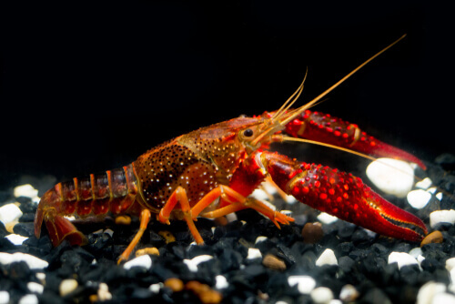 The Louisiana crawfish.