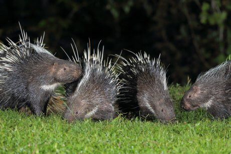 Four porcupines.
