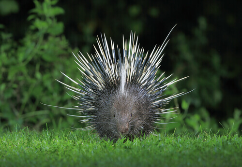 The Crested Porcupine: Characteristics and Habits