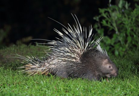 A crested porcupine with large quills.