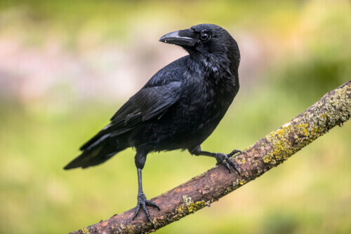 The Cognitive Ability of Crows