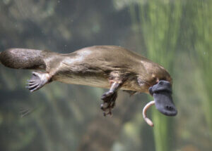 Curious Habits of the Platypus