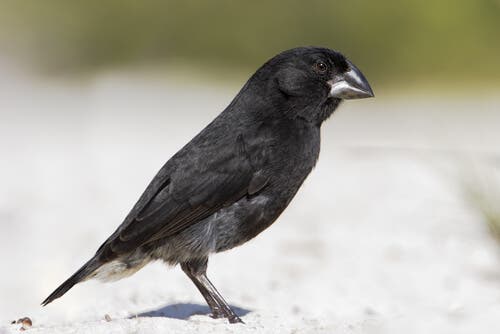 A black finch in the sand.