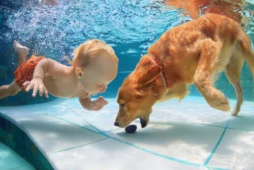 A dog in a pool with a baby.