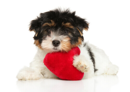 Six Tips to Care for Your Dog's Heart