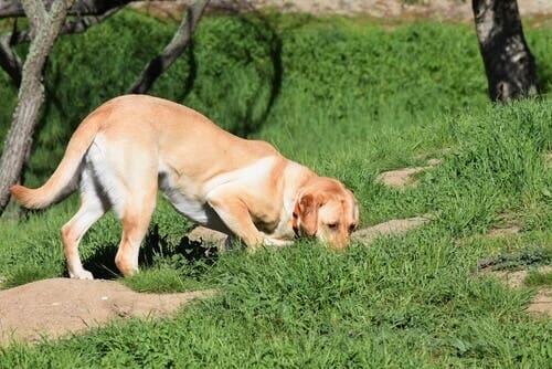 A dog sniffing something on the grass.