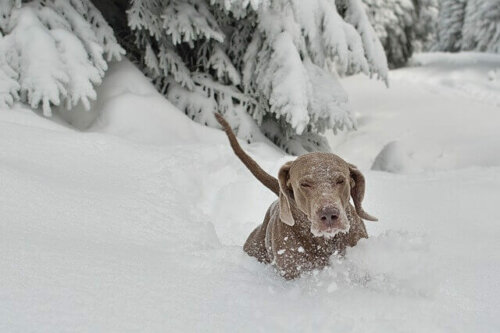 Tradition dog mushing requires snow.
