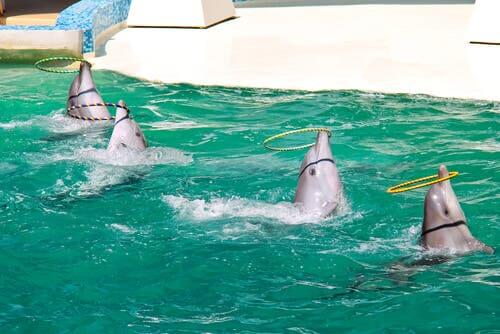 Dolphins playing with hoops during a dolphin show.