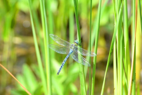 Une libellule dans l'herbe.