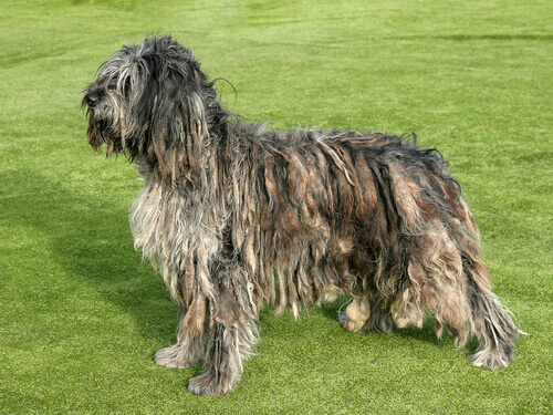 A dog with dreadlocks.