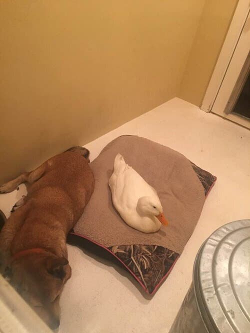 A dog and a duck.