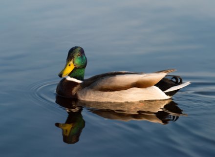 Ducks are animals that live in lakes.