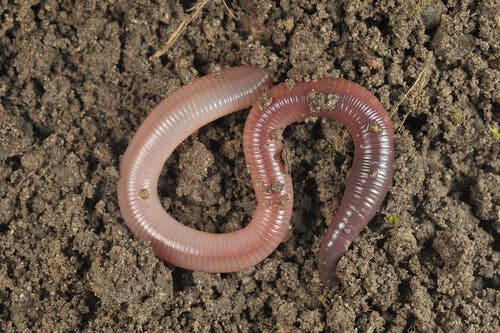 Earthworms are hard-working animals.