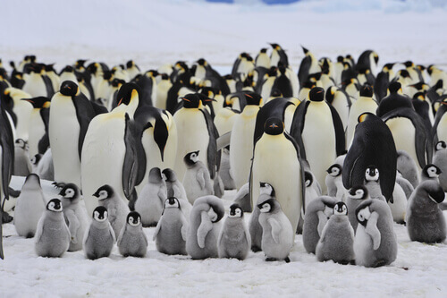 Emperor penguins are some of the wildlife of Antarctica.