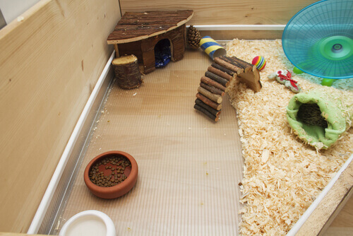 Entertainment for guinea pigs.
