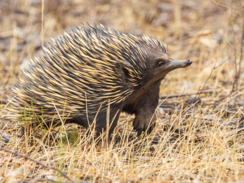 The echidna is one of those animals that eat ants.