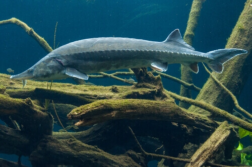 The sturgeon.