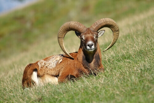 European mouflon, one of the antlered and horned animals.