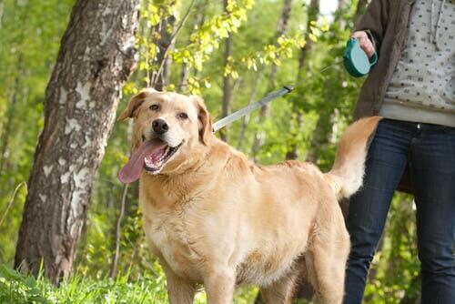 Advantages and Disadvantages of Extendable Dog Leashes