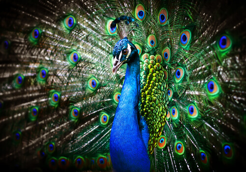 Facts About Peacocks: Learn About This Majestic Bird