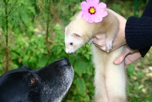 A ferret and a dog.