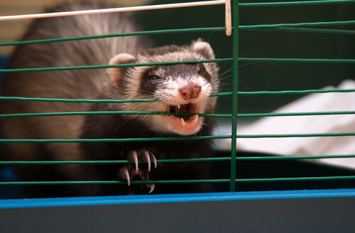 A ferret in a cage.