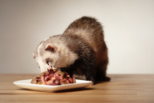 What do ferrets eat?