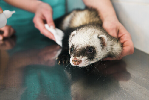 A ferret at the vet.
