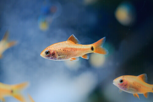 Fish swimming in water.