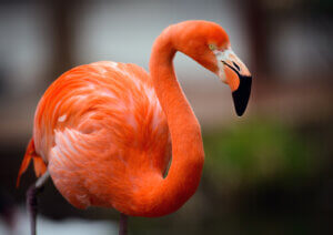 Facts About Flamingos: Learn About This Unique Bird