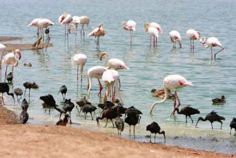 フラミンゴは湖に住むことができます。