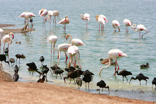 Some facts about flamingos are that their coloring comes from their food.