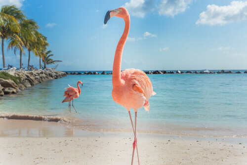 Two flamingos on the beach.