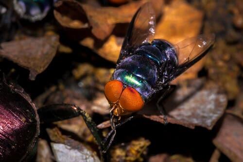 A close-up of a fly.