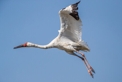 A flying white crane.