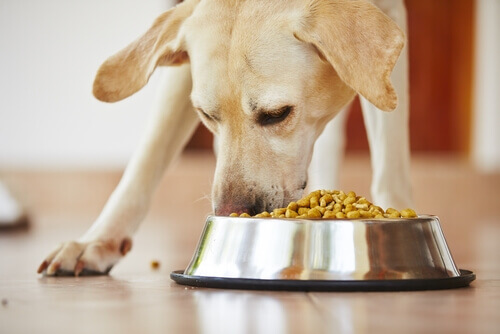 The Best Food for Dogs with Arthrosis