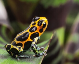 A yellow and black frog on a leaf.