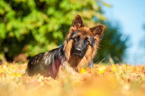 A German Shepherd looking sideways.