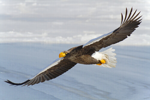 A white-tailed eagle in mid-flight.