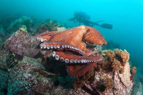 A Giant Pacific octopus.