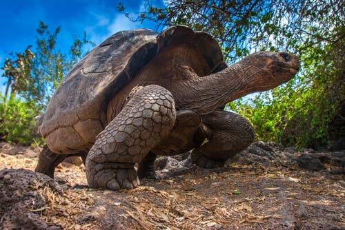 Giant tortoises are a species found in the Galapagos Islands.
